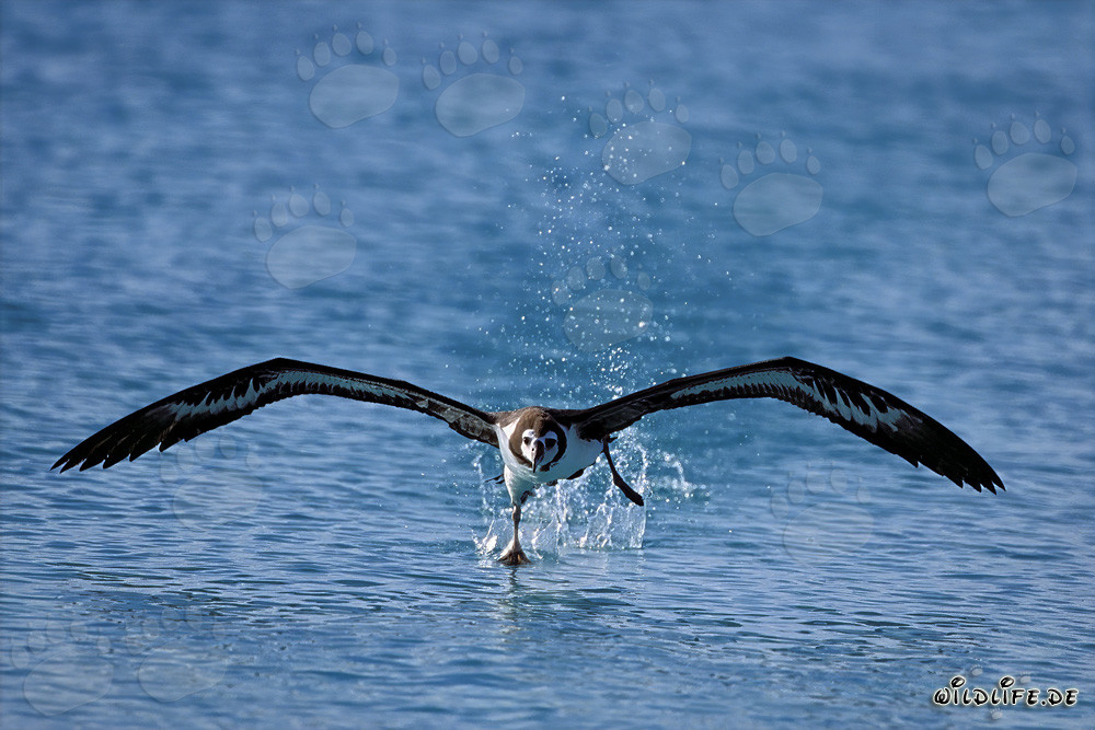 Début élégant de l'albatros de Laysan sur le majestueux Pacifique
