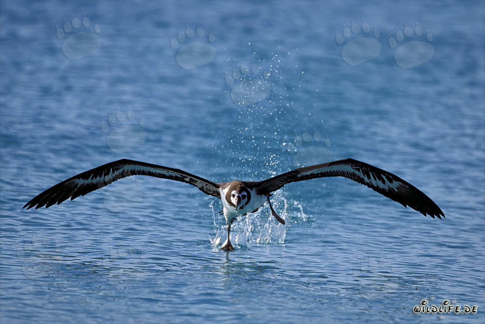Elegante inicio del albatros de Laysan en el majestuoso Pacífico