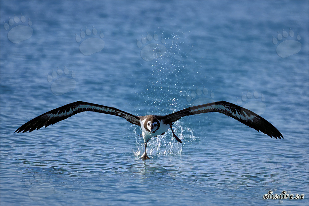 Elegante inizio dell'albatros di Laysan sul maestoso Pacifico