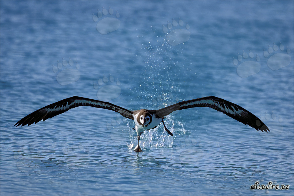 Graceful take off of the Laysan albatross on the majestic Pacific Ocean