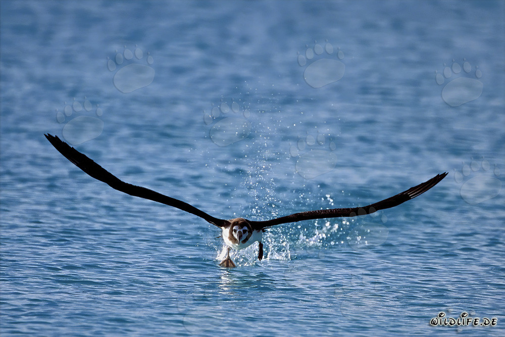 Affascinante albatros di Laysan in pieno volo sopra l'oceano