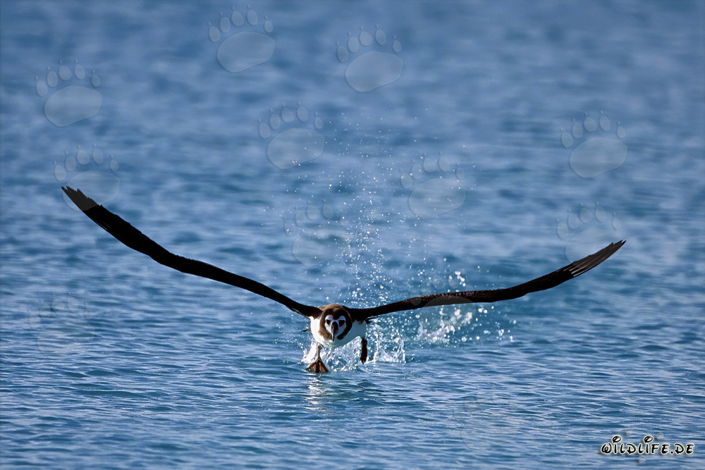 Albatros de Laysan fascinant en plein vol au-dessus de l'océan