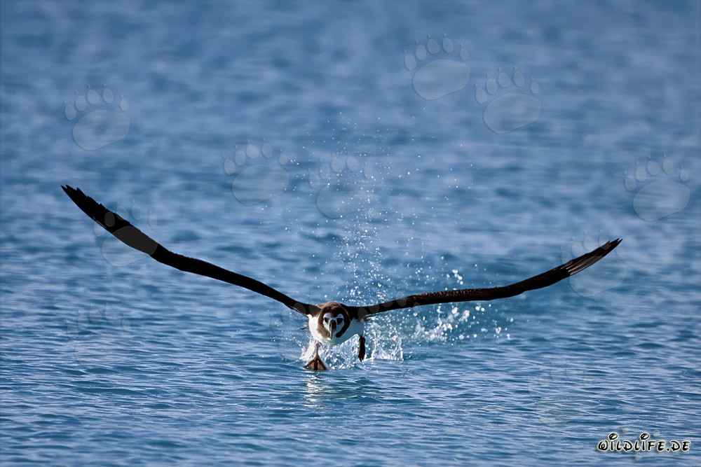 Fascinante albatros de Laysan en pleno vuelo sobre el océano