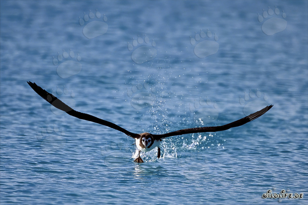 Faszinierender Laysan-Albatros in vollem Flug über dem Ozean