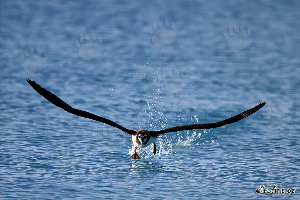 Fascinating Laysan albatross soaring over the ocean