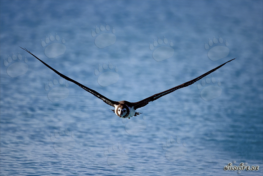 Albatros de Laysan majestuoso planeando sobre los vastos océanos