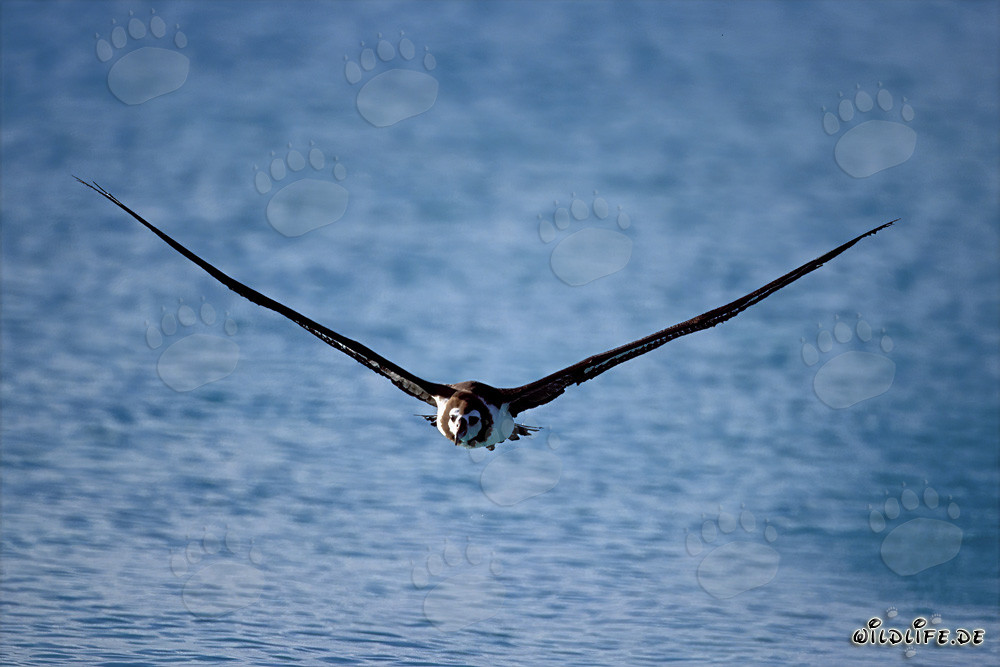 Albatros de Laysan majestueux planant au-dessus des vastes océans