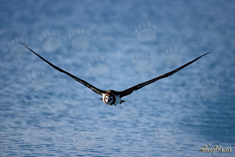 Albatros di Laysan maestoso che plana sopra gli ampi oceani