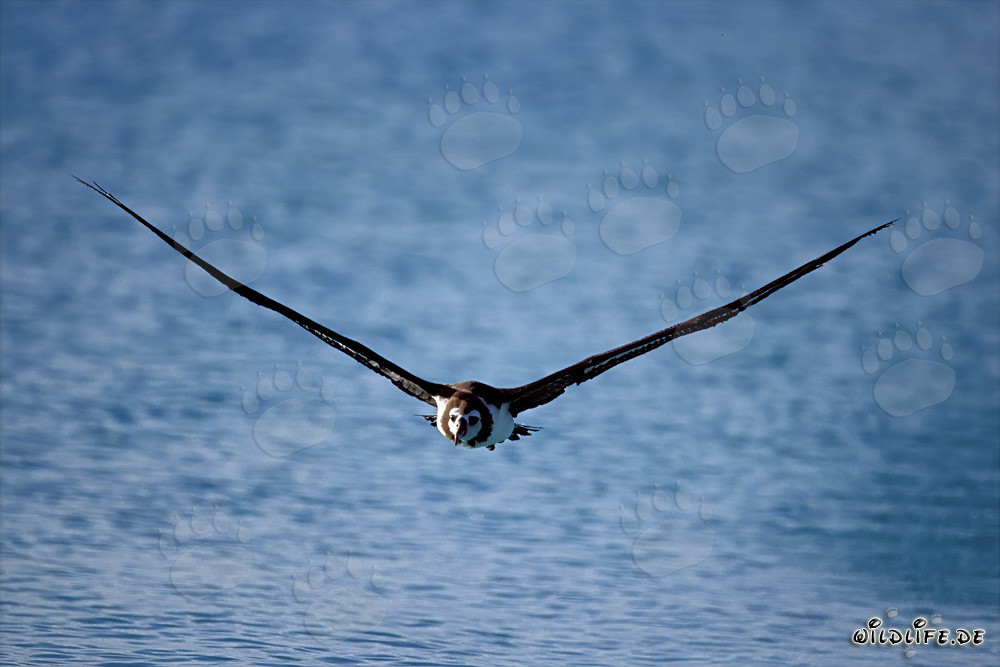 Majestätischer Laysan-Albatros über den Weiten des Ozeans schwebend