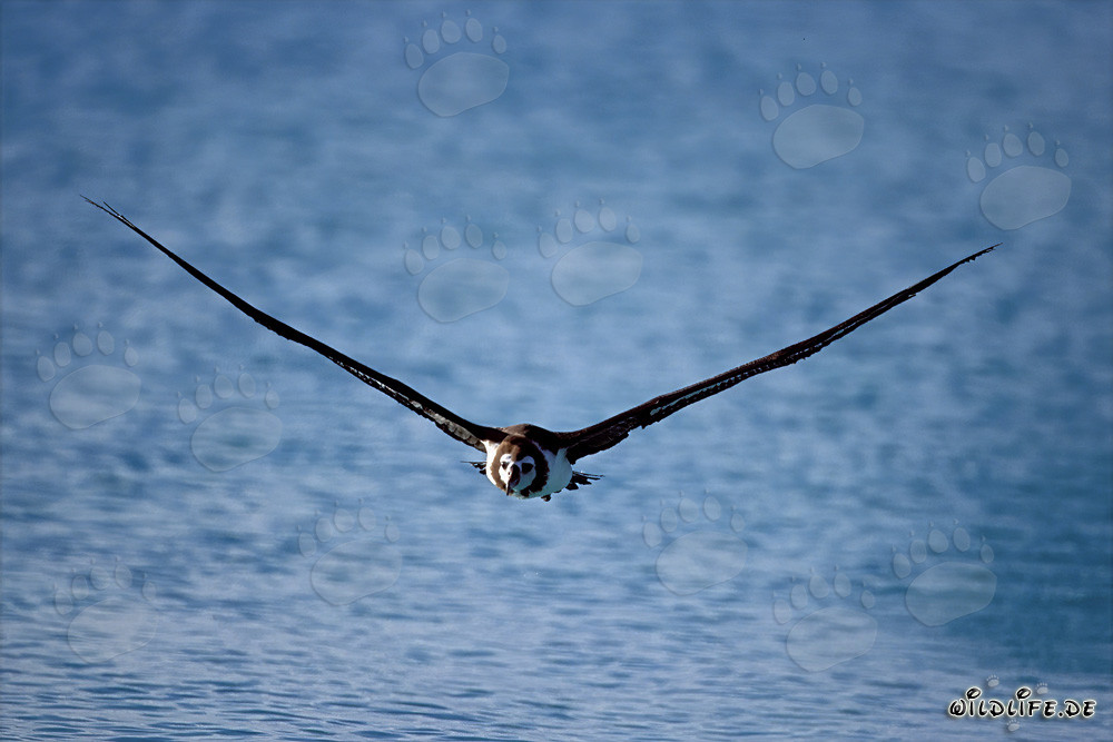 Majestic Laysan albatross soaring over the vast ocean