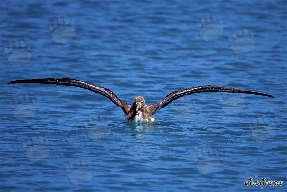Affascinante Giovane Albatros di Laysan nel Pacifico