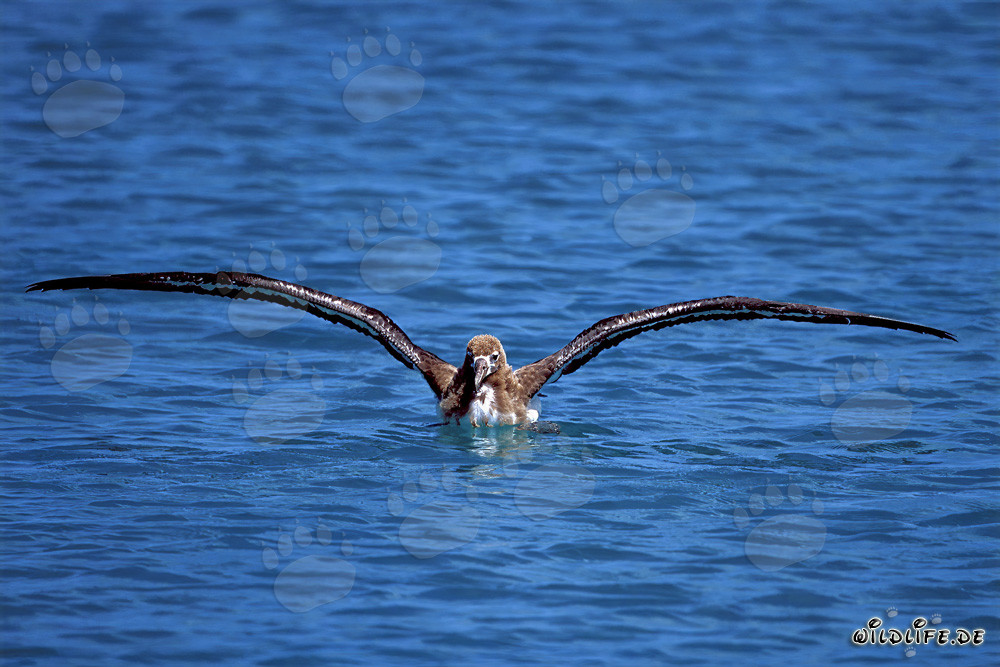 Jeune Albatros de Laysan fascinant dans le Pacifique