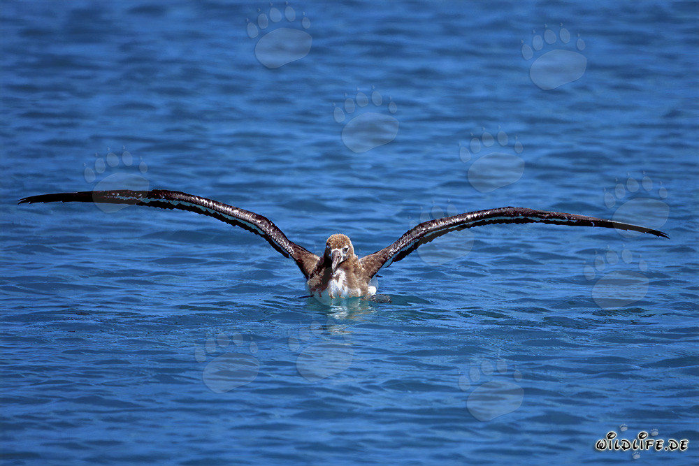 Fascinante Joven Albatros de Laysan en el Pacífico
