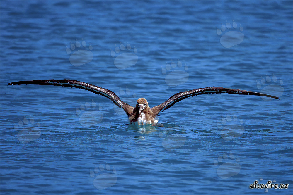 Faszinierender Junger Laysan-Albatros auf dem Pazifik