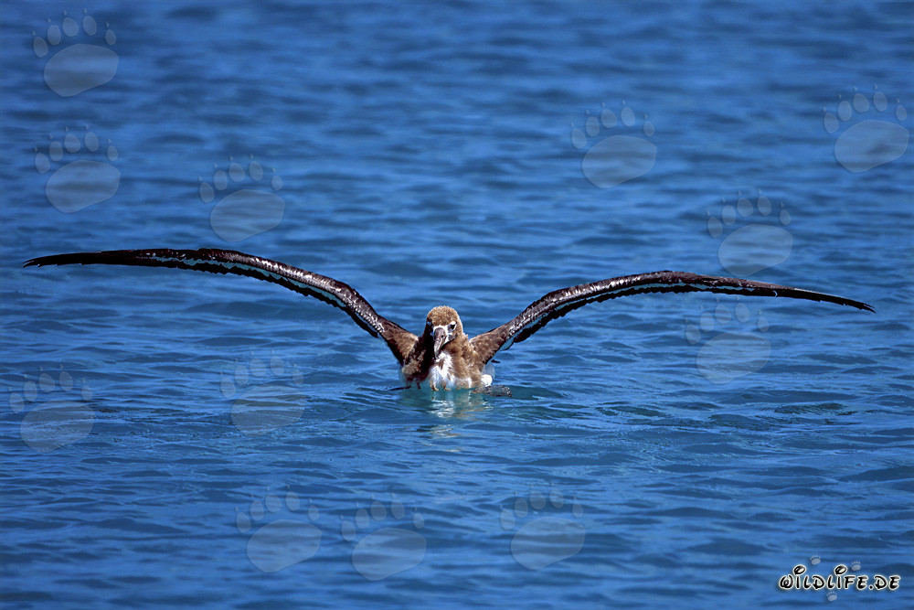 Fascinating Young Laysan Albatross on the Pacific Ocean