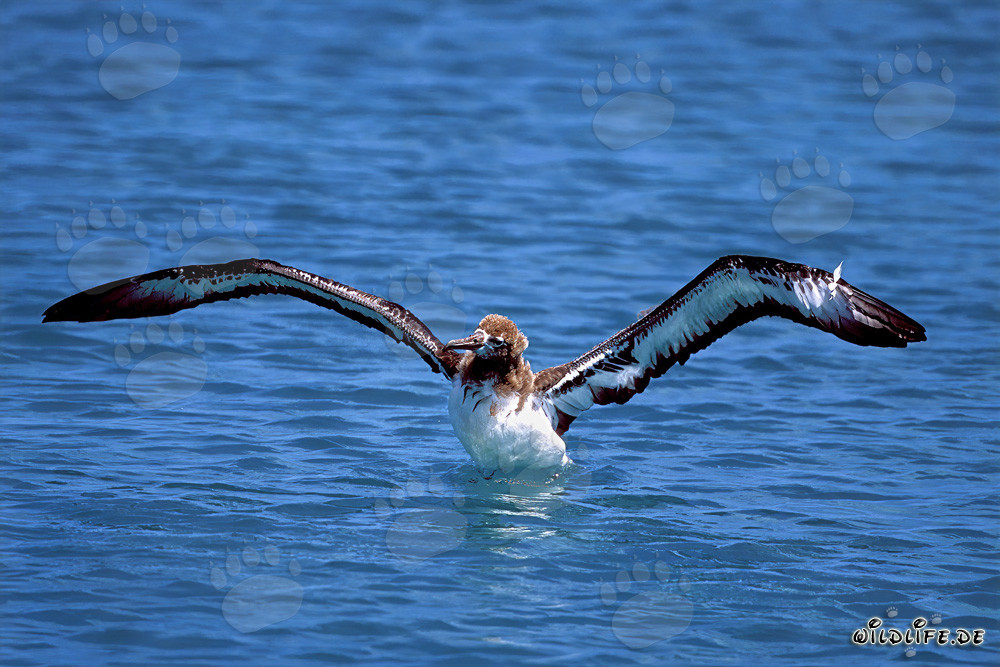 Affascinante giovane albatros di Laysan in mare