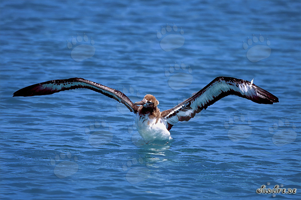 Jeune albatros de Laysan fascinant en mer