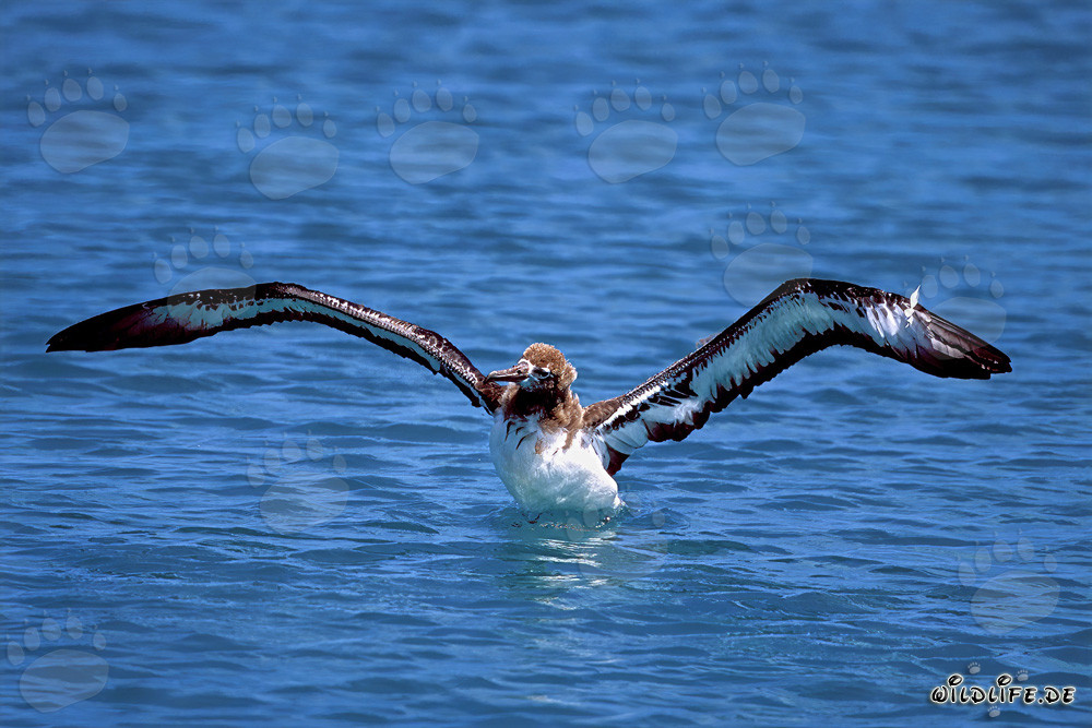 Fascinante joven albatros de Laysan en el mar