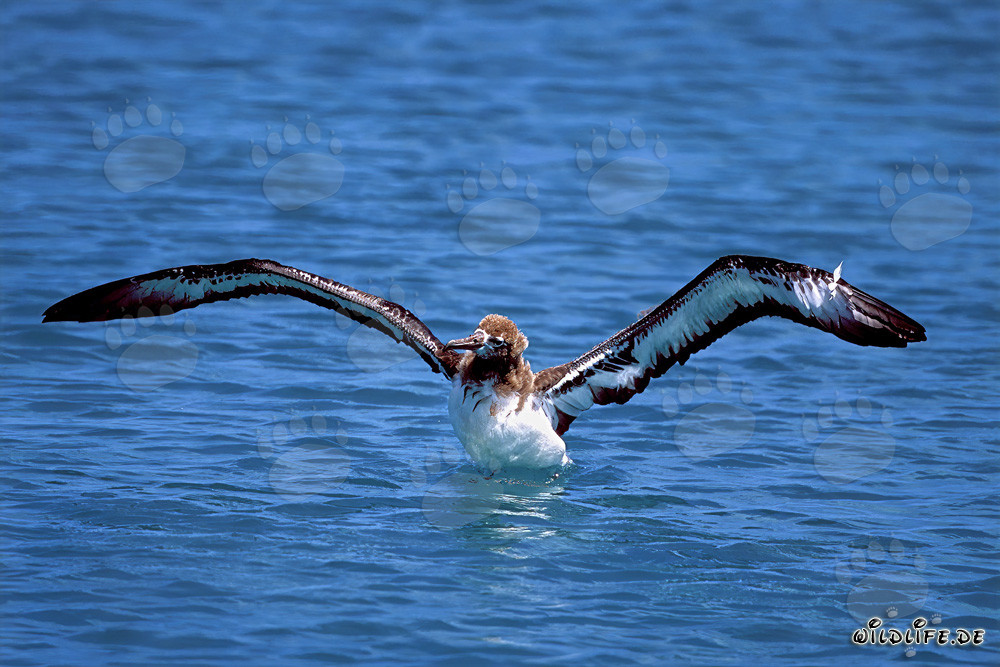 Faszinierender junger Laysan-Albatros auf dem Meer
