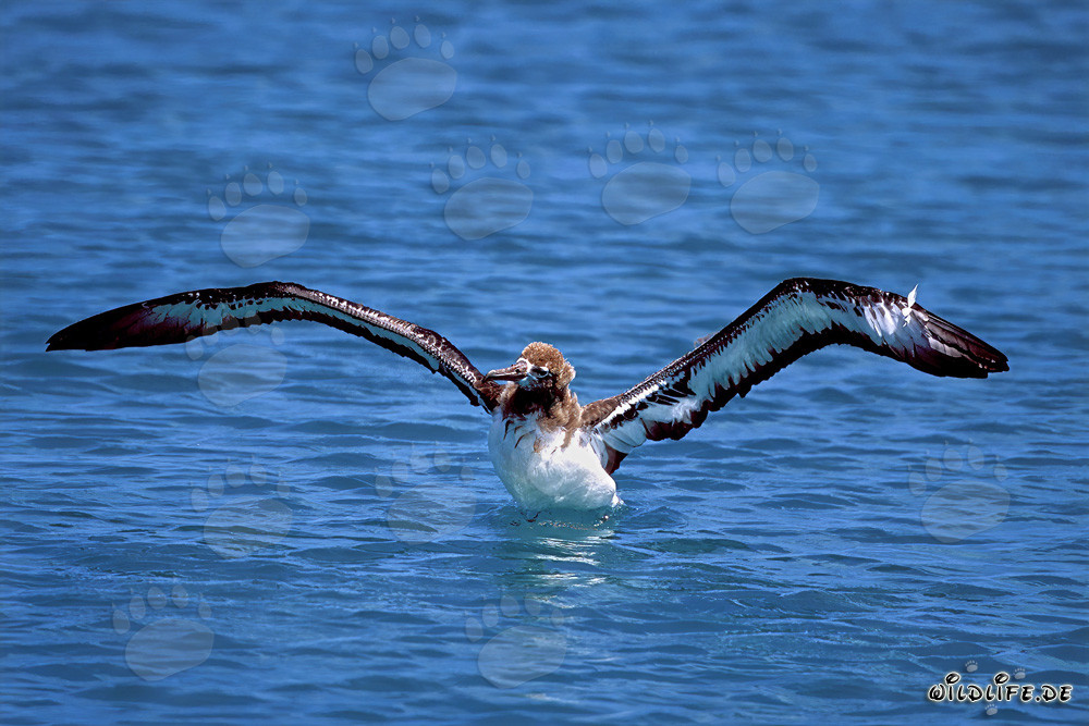 Fascinating young Laysan albatross on the sea