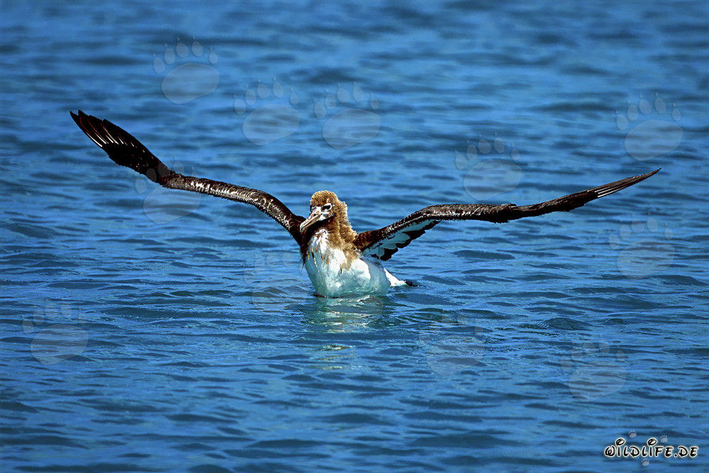 Cría de albatros de Laysan en el amplio océano