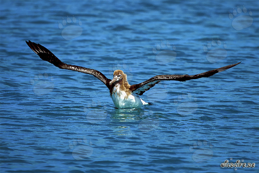 Giovane albatros di Laysan sull'ampio oceano
