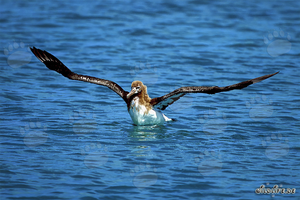 Jeune albatros de Laysan sur l'immensité de l'océan