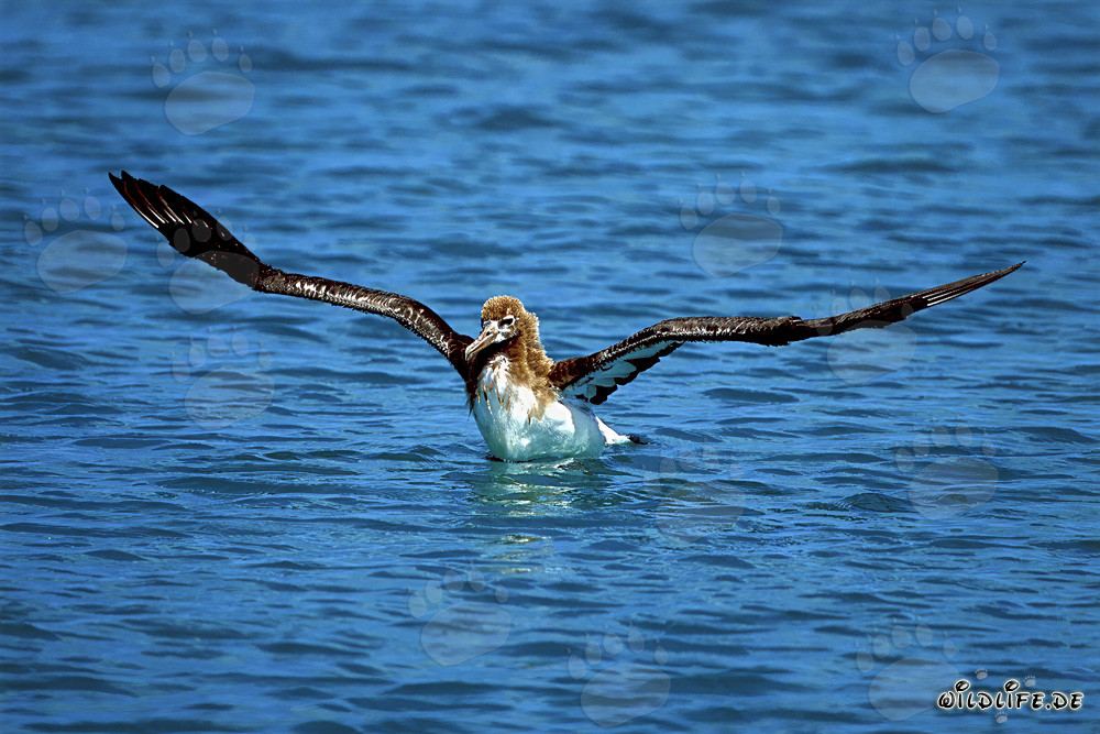 Jungtier des Laysan-Albatros auf dem weiten Ozean