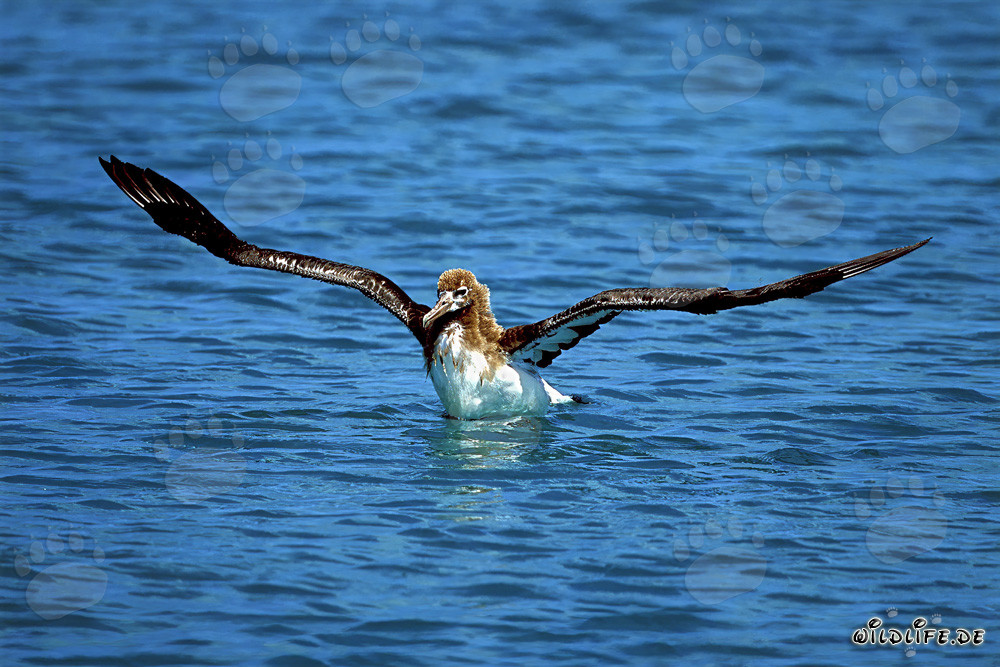 Young Laysan albatross exploring the vast ocean