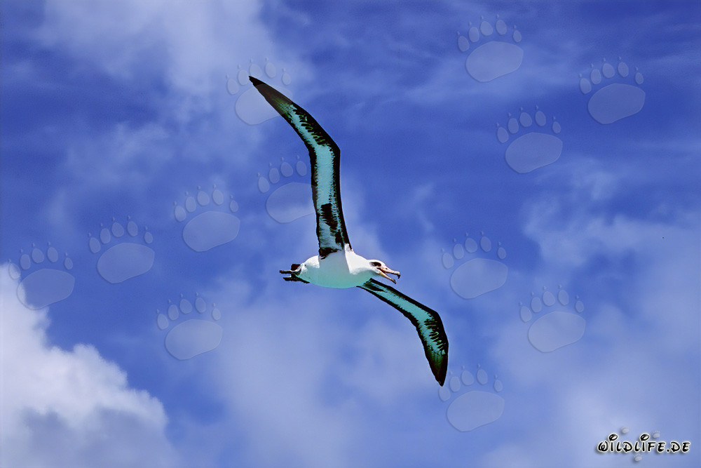 Albatros de Laysan majestueux sur les étendues de l'océan