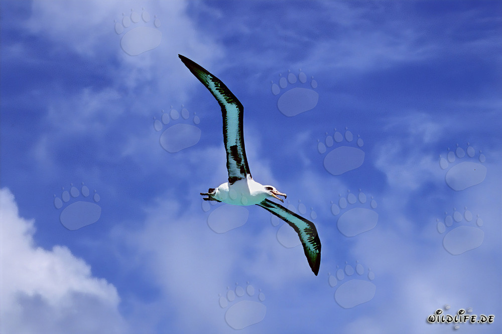 Albatros de Laysan majestuoso sobre las extensiones del océano