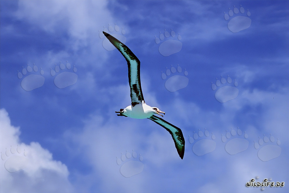 Maestoso albatros di Laysan sulle vastità dell'oceano