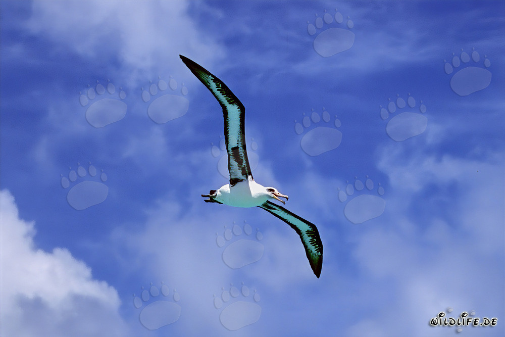 Majestic Laysan albatross soaring over the vast ocean