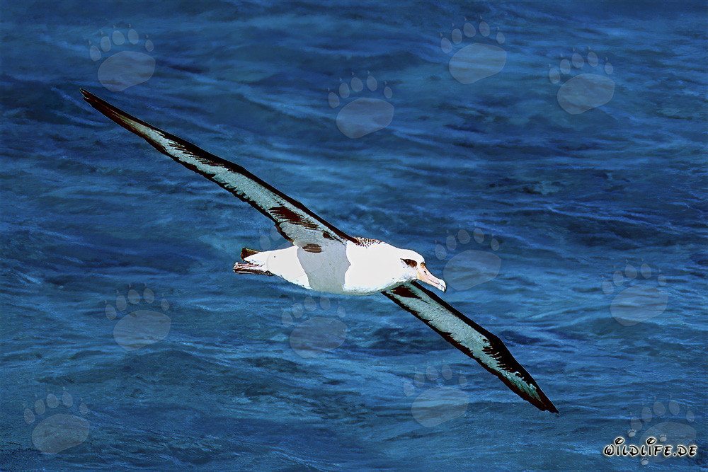Albatro di Laysan maestoso sopra gli ampi oceani