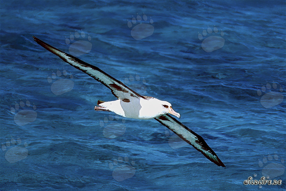 Albatros de Laysan majestuoso sobre los vastos océanos