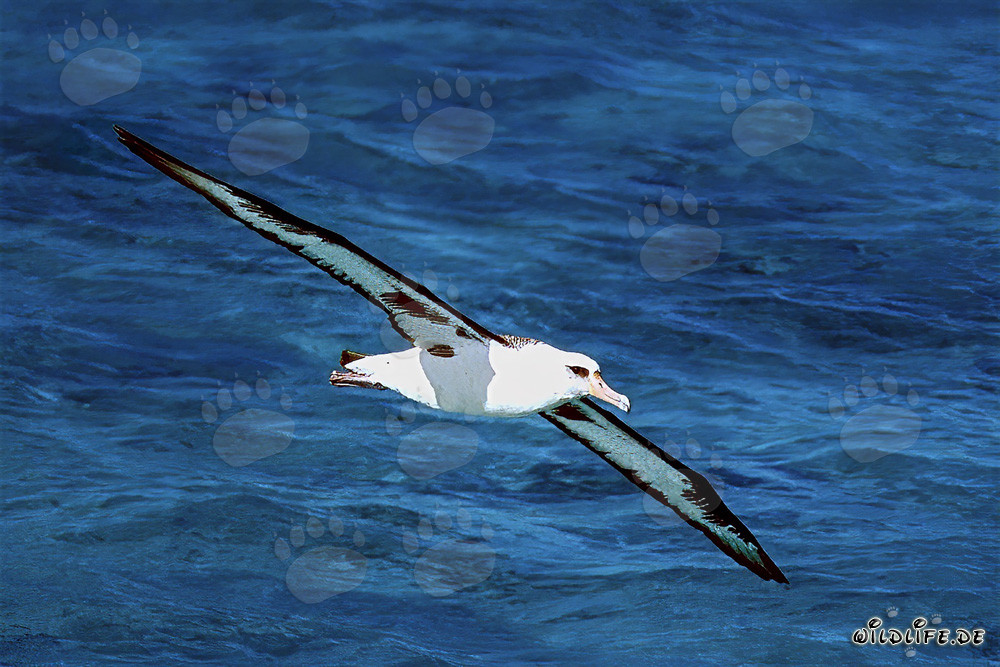 Albatros de Laysan majestueux sur les vastes océans