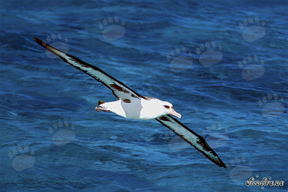 Majestätischer Laysan-Albatros über den Weiten des Ozeans