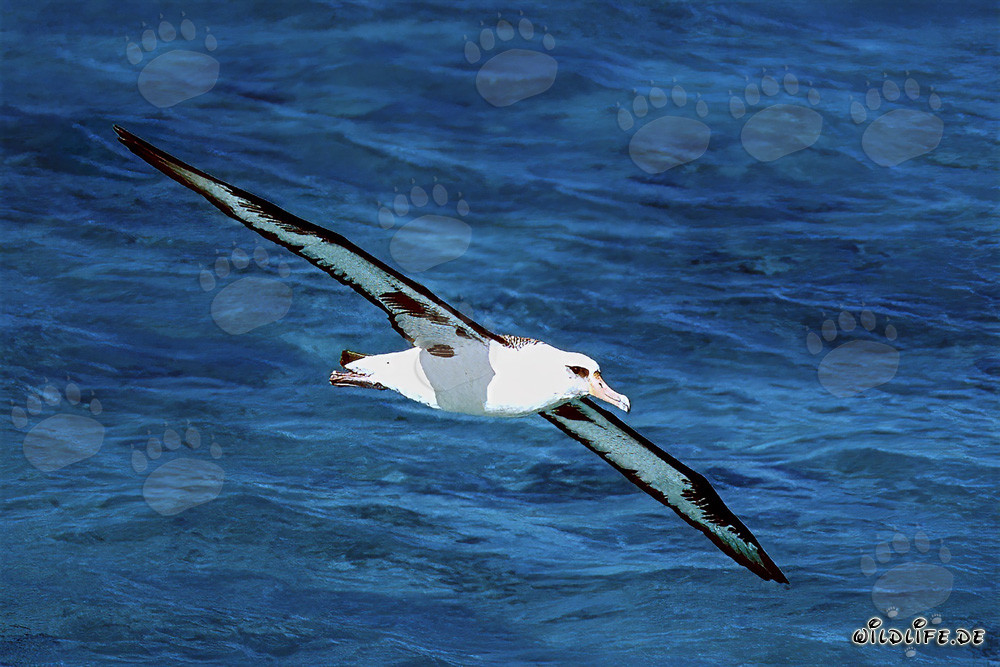 Majestic Laysan albatross soaring over the vast ocean