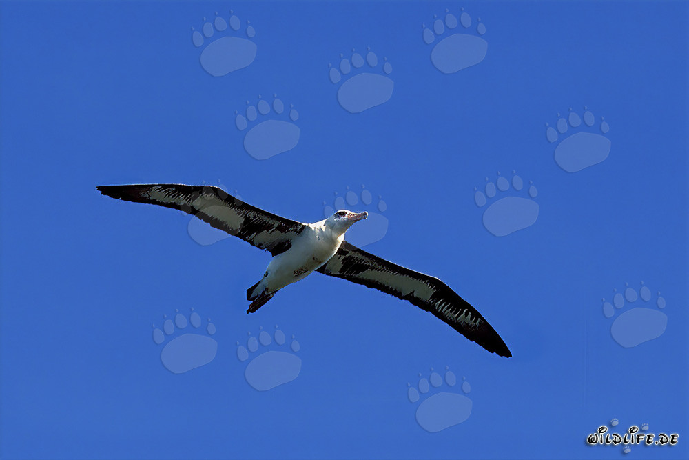 Albatros de Laysan majestuoso volando sobre el Pacífico