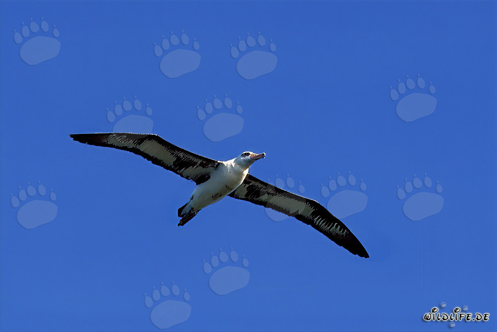 Albatros di Laysan maestoso in volo sopra il Pacifico