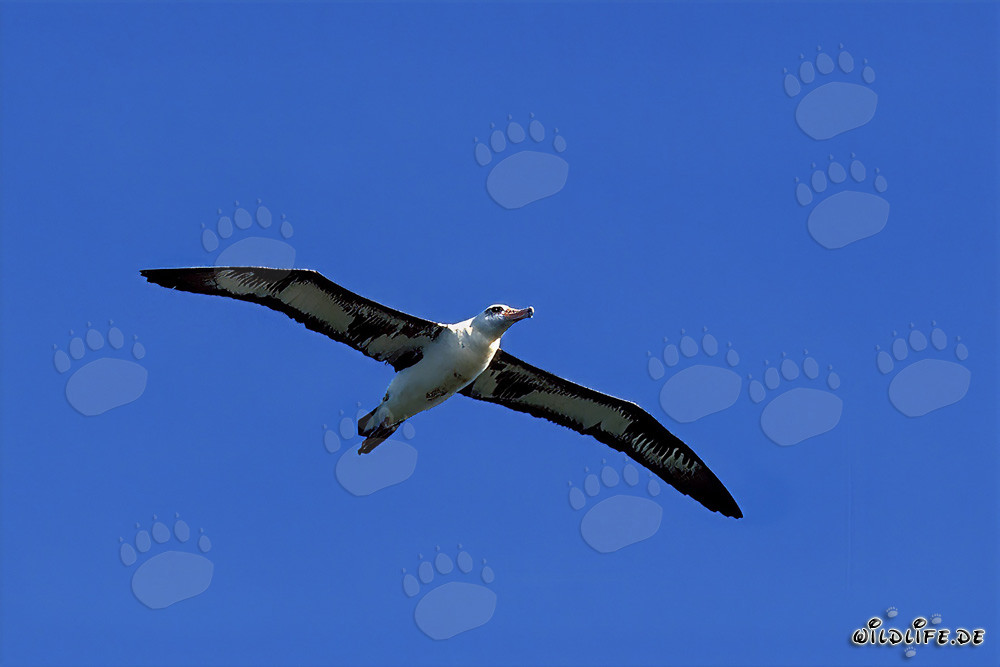 Majestätischer Laysan-Albatros im Flug über dem Pazifik