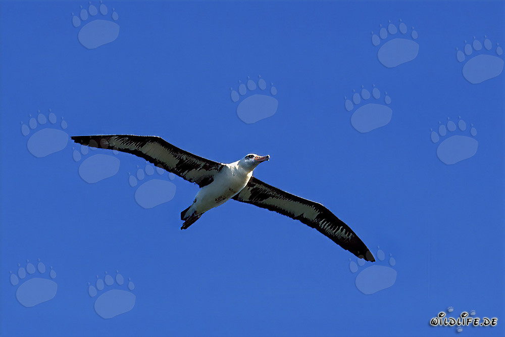 Majestic flying Laysan albatross over the Pacific Ocean