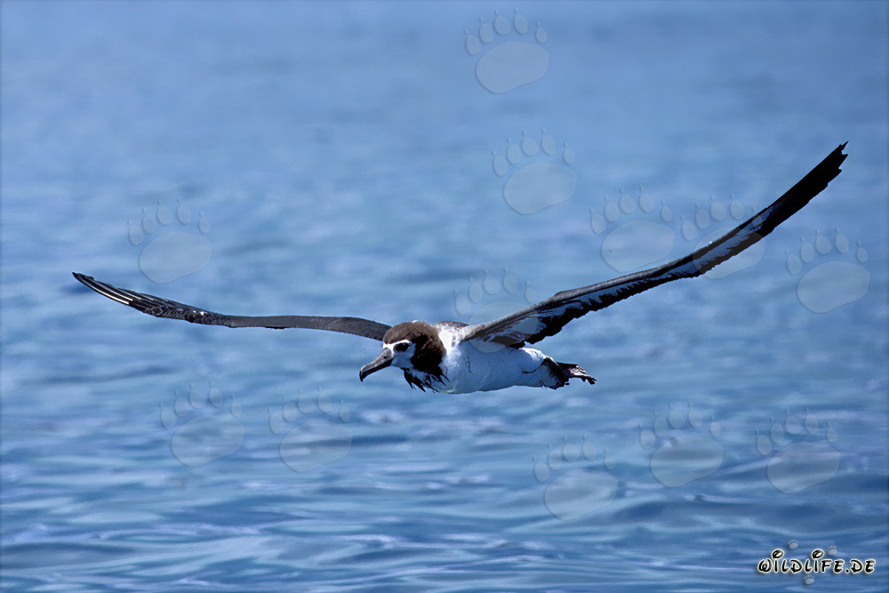 Albatros de Laysan majestuoso sobre el océano interminable
