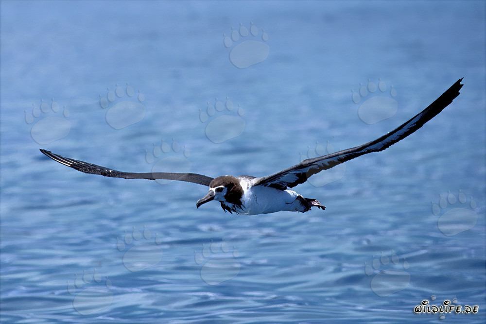 Albatros di Laysan maestoso sull'oceano infinito