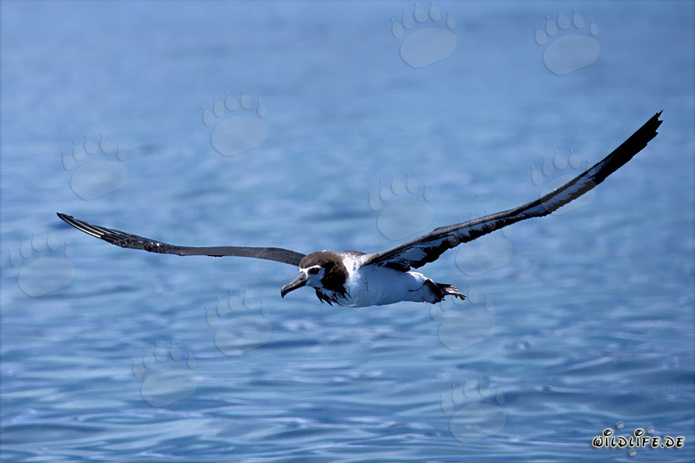 Majestätischer Laysan-Albatros über dem endlosen Ozean