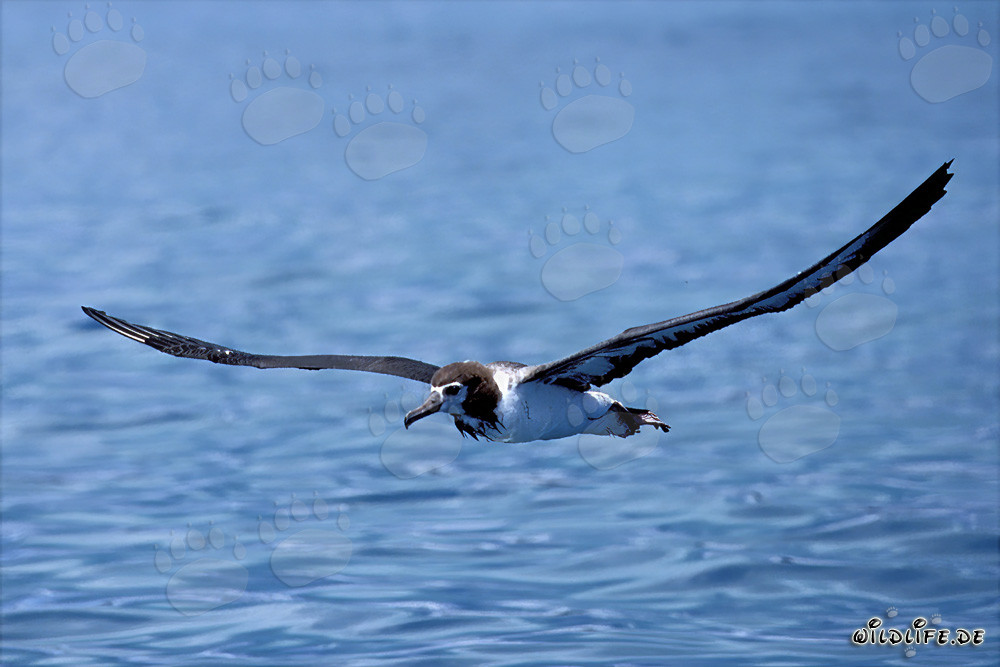 Majestic Laysan Albatross soaring over the endless ocean