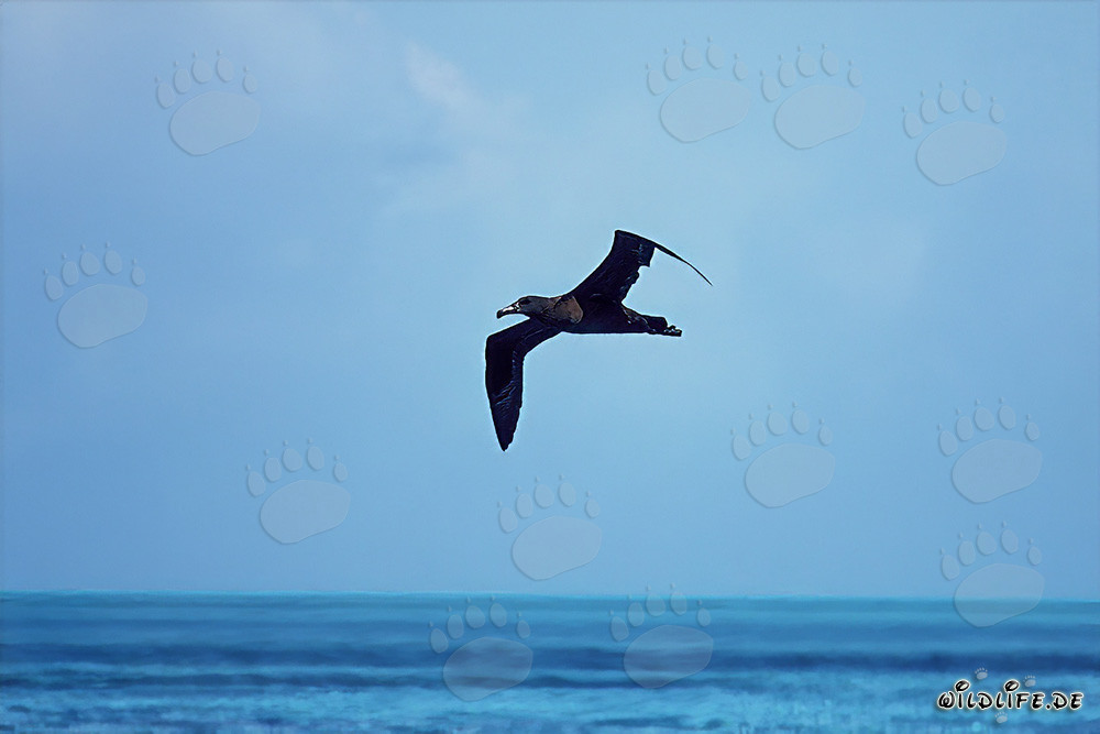 Albatros à pieds noirs majestueux plane au-dessus de l'océan