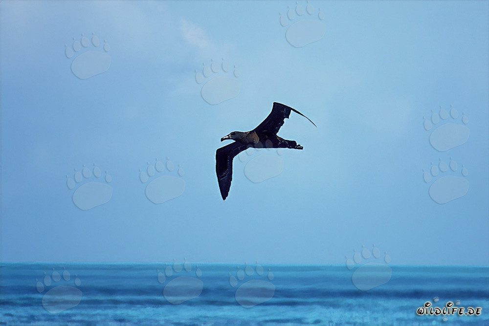Albatros de patas negras majestuoso planea sobre el océano