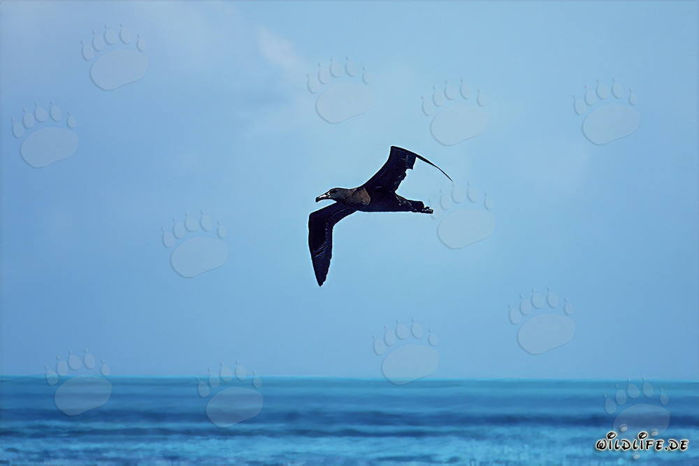 Majestätischer Schwarzfuß-Albatros gleitet über den Ozean