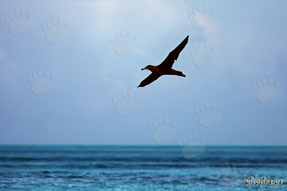 Albatros de patas negras majestuoso planea sobre el océano